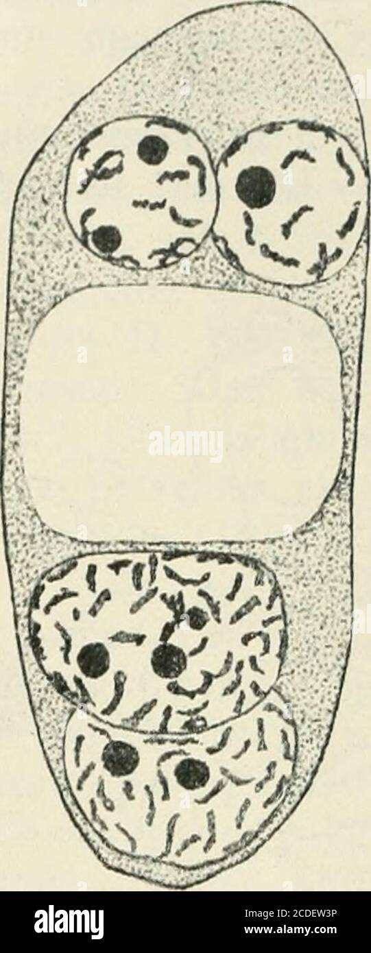 . Allgemeine Pflanzenkaryologie . m Gesichtspunkte. Nawaschin beschriebnämlich für Galtonia candanicans (1912), Muscaritenuiflorum und Fritülaria tenella (zit. Bei TSCHER-NOYAROW 1914) unter den somatischen Chromo-somen kleine „eigentlich überzählige, welche angrößere angehängt erscheinend in den allotypenMitosen offenbar völlig mit molizhnverschind en. TSCHEENOYAROW (1914) fügte Naias viarinahinzu (Fig. 359), M. Nawaschin (1915) Crepisvirens. Und Delaunay (1915) studierte die ver-schiedenen IH/w^CAN-Arten näher daraufhin (s.a.stomps 1919 im-Narcissus).Wir kommen noch einmal weiter unten ( Foto Stock