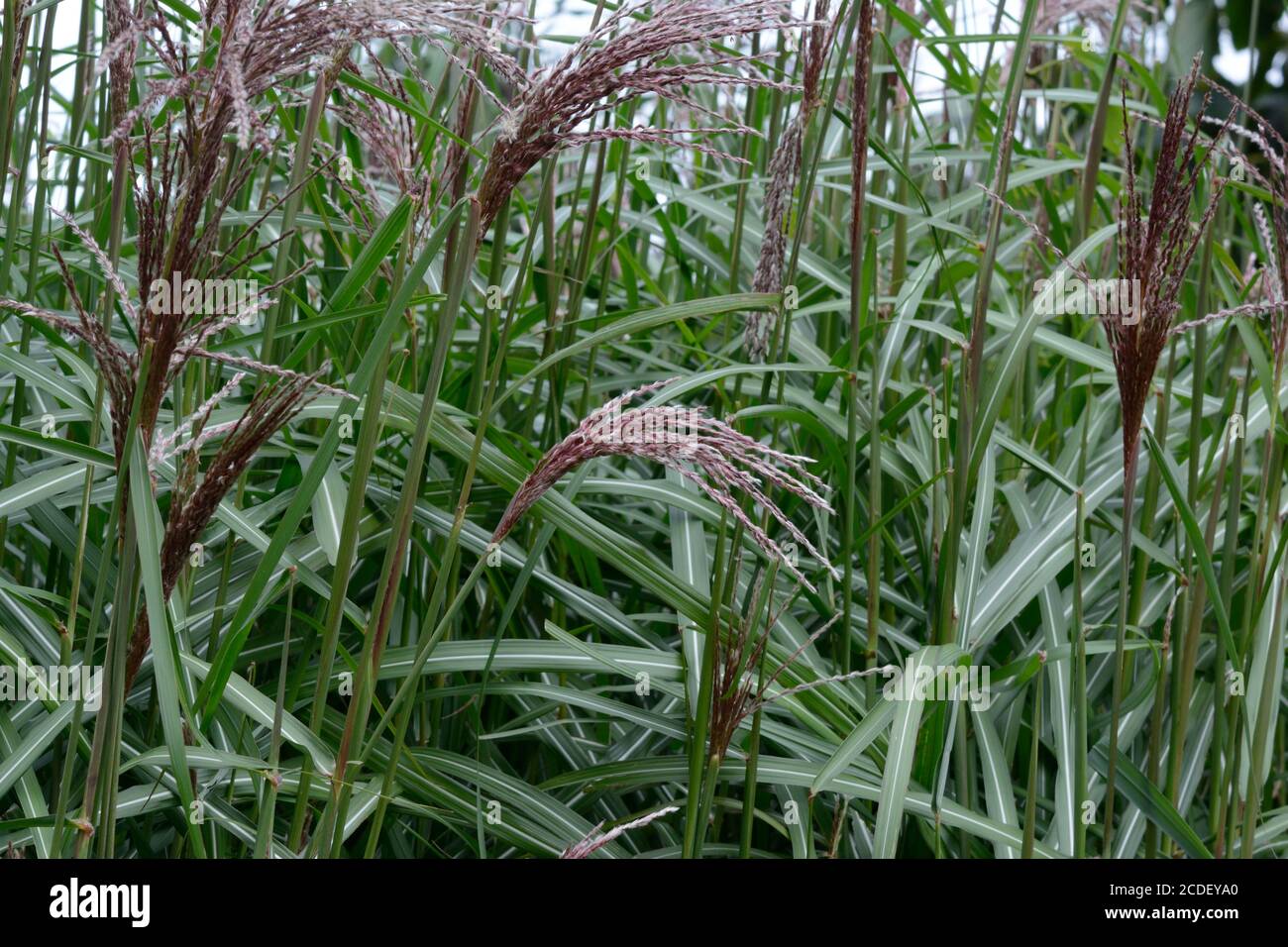 Miscanthus Siberfeder maiden Grass plumes di argento rosato in estate e argento bianco in autunno Foto Stock