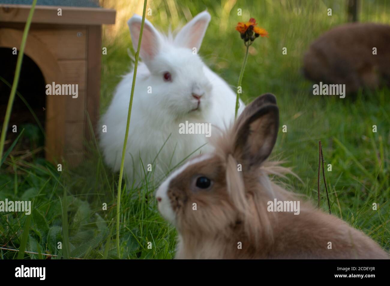 Coniglietto bianco e un coniglietto marrone seduto sull'erba Foto Stock