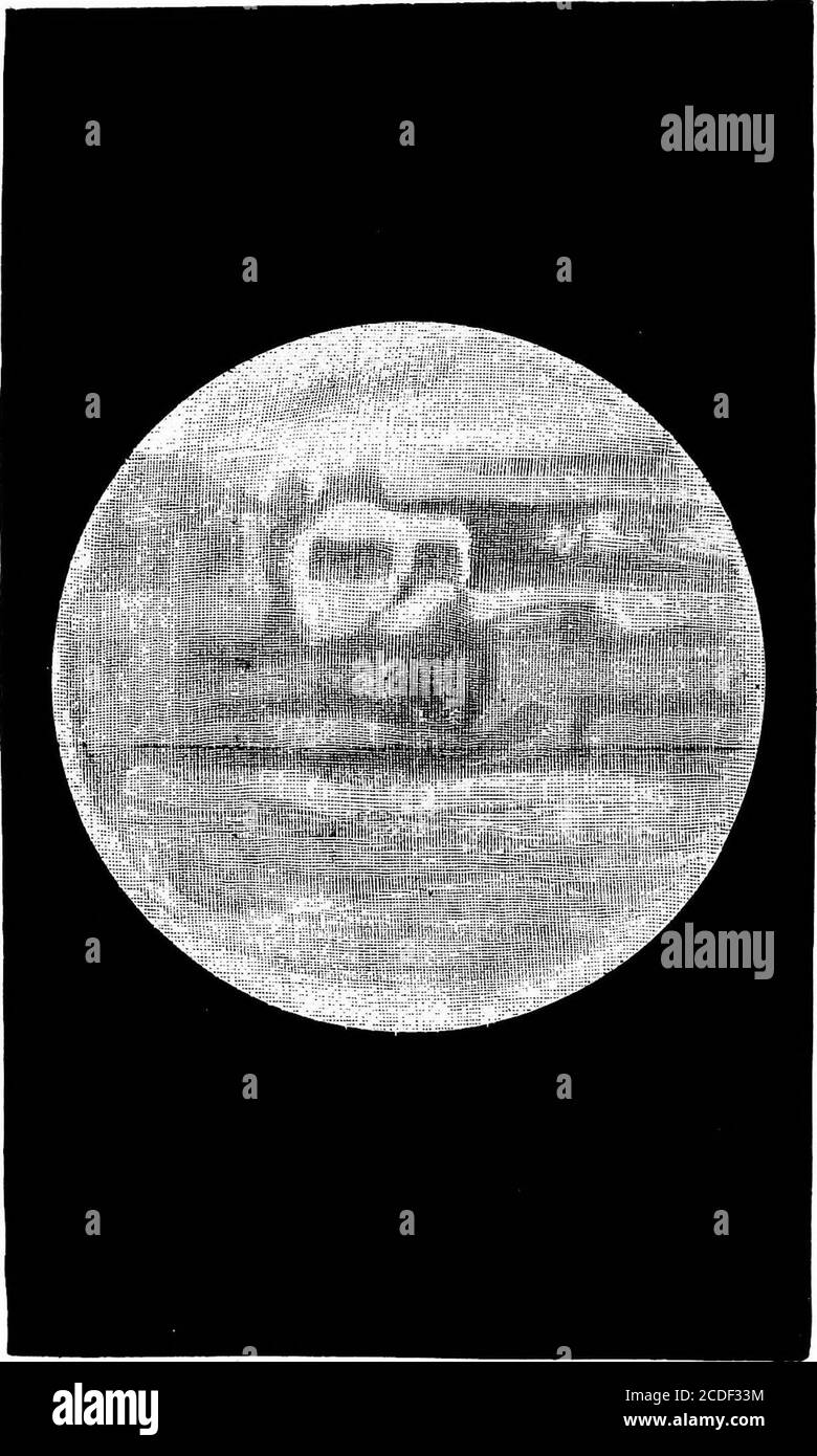 . Astronomia per studenti e lettori generali . Di Alfred M. Maykk, Pro-Fessor nella Stevens Instituteof Technology, e ARTHtmW. Peso, Professore inYale College. II. Clietnistry. Di Samuel W. Johnsonand William G. Mixtbr, Professori nello Yale College. III. Astronomia.* di Simon Newcomb, Supt.American Nautical Almanac, e Edward S. Holden, Professore nell'Osservatorio Navale degli Stati Uniti. €3.50. IV. Geologia. Di Raphael Pumpblly, professore a HarvardUniversity. V. Botanica. * di C. E. Bessey, Professore presso il col-lege agricolo dell'Iowa e Lecturer dell'Università di CA.ifomia. VI. Zoologia.* Foto Stock