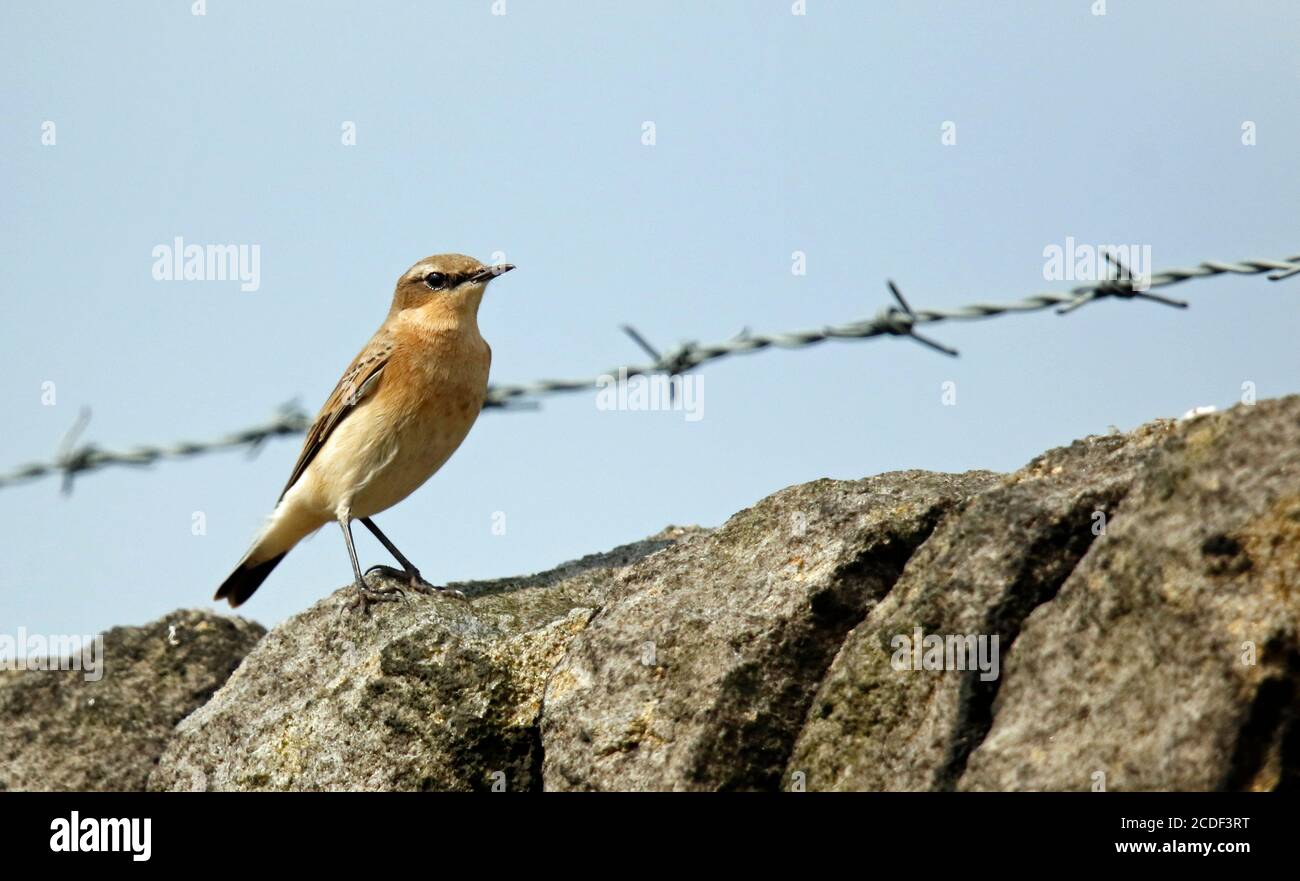 Wheatear appollaiato sulle brughiere Foto Stock