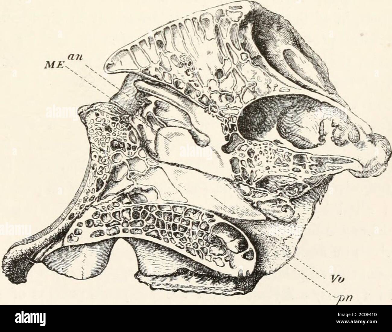 . Un'introduzione all'osteologia della mammalia . FIG. MX 63.-UNA sezione del cranio di un giovanissimo Elefante africano (Elephasa/rzcanus), presa un po' a destra della linea mediana, in modo che il (meseih-moid e vomero siano rimossi, . Le lettere come nelle altre figure. IO un. FIG. 64.-una sezione del cranio di un elefante africano cresciuto a pieno, portata a sinistra della linea mediana, e comprendente il vomero (Vo), e il mesetmoide (ME), un anteriore, e i>n apertura narrale posteriore, &, 206 IL CRANIO. [CAP. La caratteristica più notevole nel viso è la forma e la posizione del anteriore Foto Stock