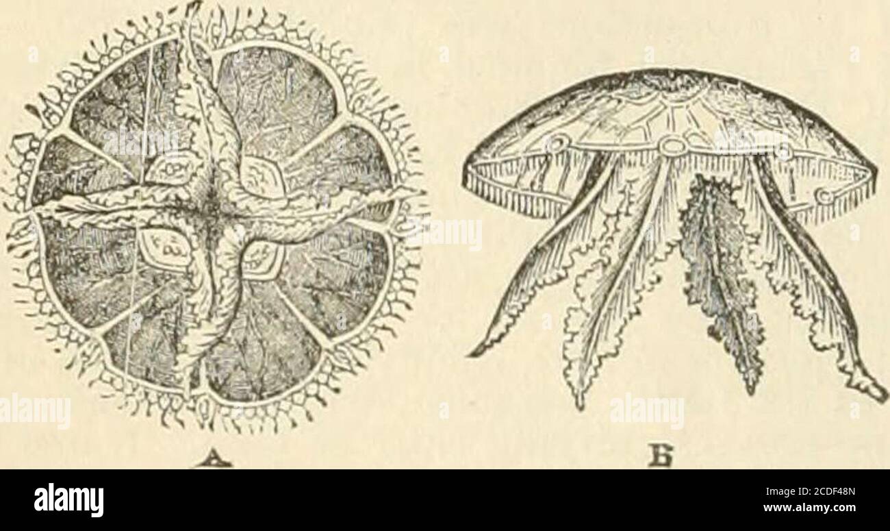 . Enciclopedia delle camere; un dizionario di conoscenza universale per il popolo. Ctedfrom tra gli accademici. La mostra annuale della teaccademia è aperta a tutti gli artisti di merito. Il Boyal Scottish A. ofPittura, scultura e architettura, è stato fondato a Edinburghin 1836^ e ha ricevuto una carta regale nel 1838. Il numero di ofachademicians è 30; il piano generale dell'istituzione è simile a quello della Londra A. simile a questi è anche il Boyal HibernianA. Incorporato a Dublino nel 1803. Numerose accademie di belle arti sono state fondate in Italia, a Roma, Milano, Torino, Firenze, M. Foto Stock