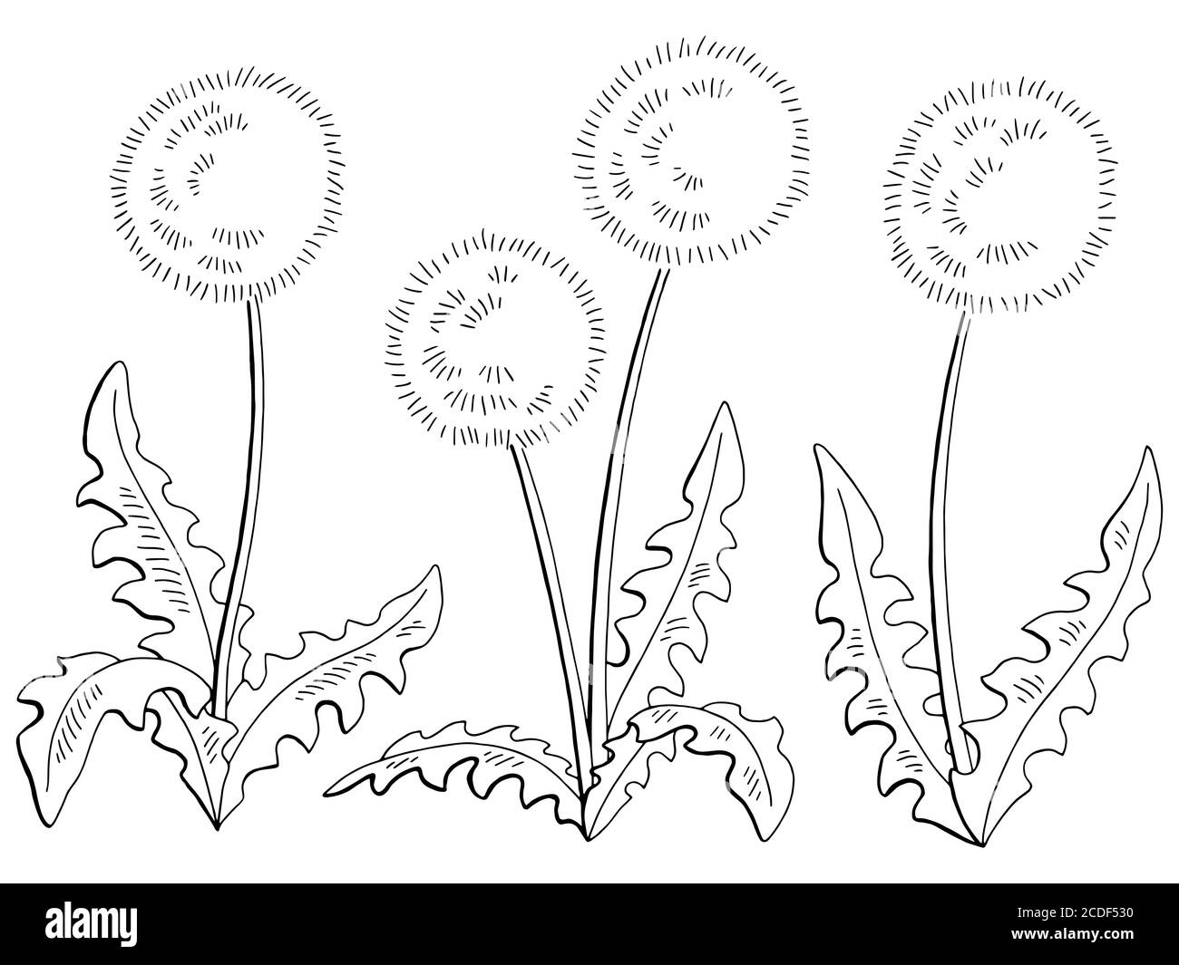 Dardelion taraxacum flower Grafica nero bianco isolato schizzo insieme illustrazione vettore Illustrazione Vettoriale