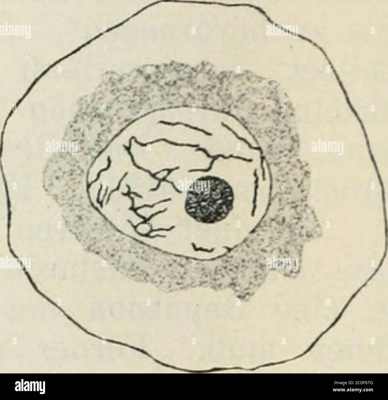 . Allgemeine Pflanzenkaryologie . Fig. 298. Syringa chinensis. A Pollen-Mutterzelle (in 2 Sehn.) in Diakinese. b desgl. Inpseudo-„vegetativer Prophase. Die Chromosomenbindung ist ausgeblieben. Uomo beachtedie abweichende Chromosomenform, un Vergr. 1720. b Vergr. 1300. (Nach TISCHLER.) War dort eine ungewöhnlich geringe Bindung der beiderleiChromosomensätze, così hier eine ungewöhnlich große. Günstigstenfallswar der Drosera-Typws zu erwarten, da D. lutea 48 und micrantha24 Chromosomen besitzt; das gäbe 24 bivalente und 24 UnivalenteChromosomen in der Diakinese. Aber auch diese letzten hatten sichno Foto Stock