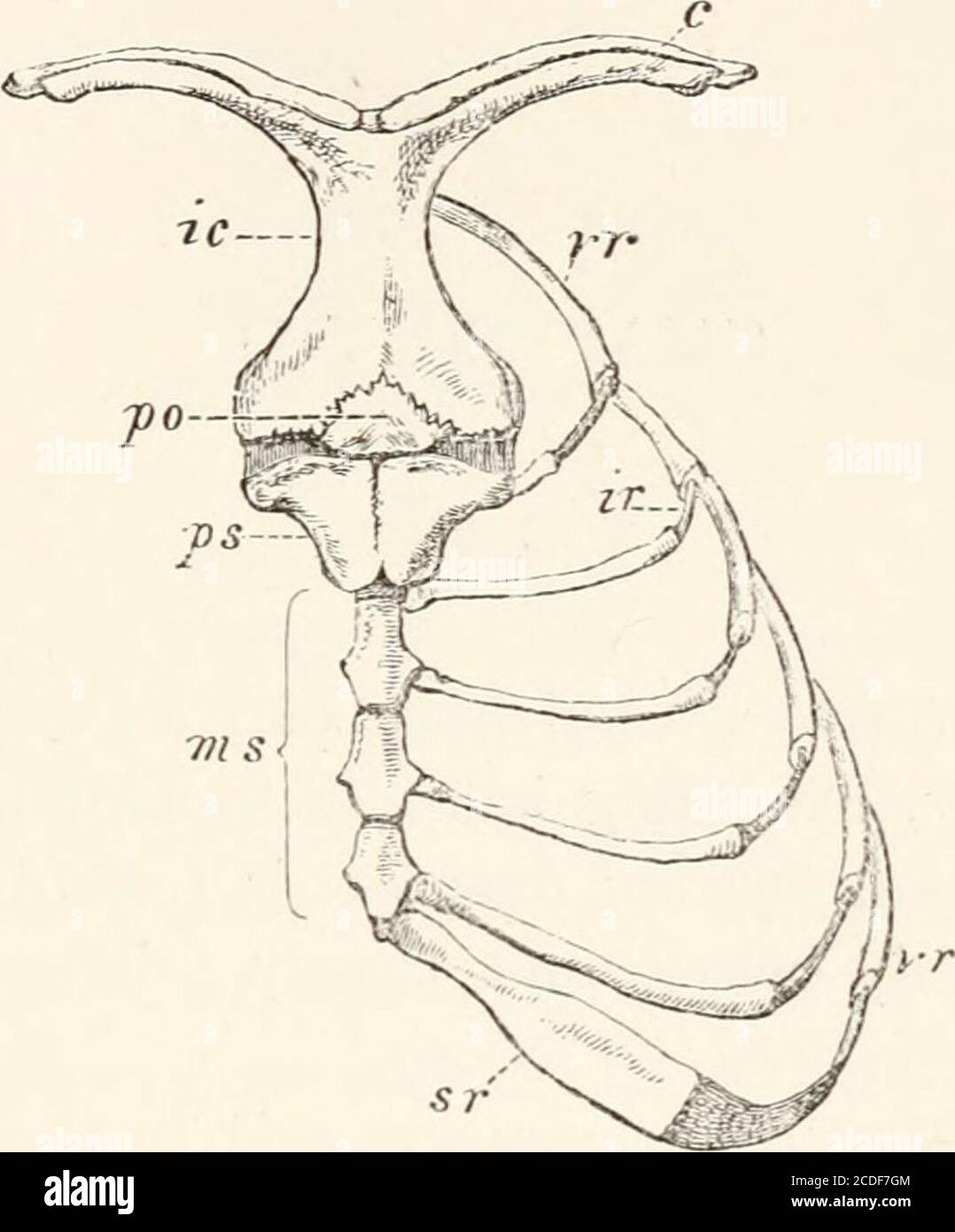 . Un'introduzione all'osteologia della mammalia . r ampio punto di attacco della prima coppia di costole. La sua anteriorità spesso non ossifica. Ci sono solitamente quattro segmenti allungati distinti al mesosternum, con colletto reciproco da tessuto fibroso, e talvolta completati ad ogni estremità da epifisi. Lo xifisternumha una porzione allungata, stretta, ossificata, e terminatesin una cartilagine espansa lateralmente, che può contenere uno o due cerotti ossei endostei. Nel MONOTEMAATA l'Ornitorinchus (Fig. 44) hasa ampio presternum (ps con un piccolo parzialmente-ossifiedpr Foto Stock