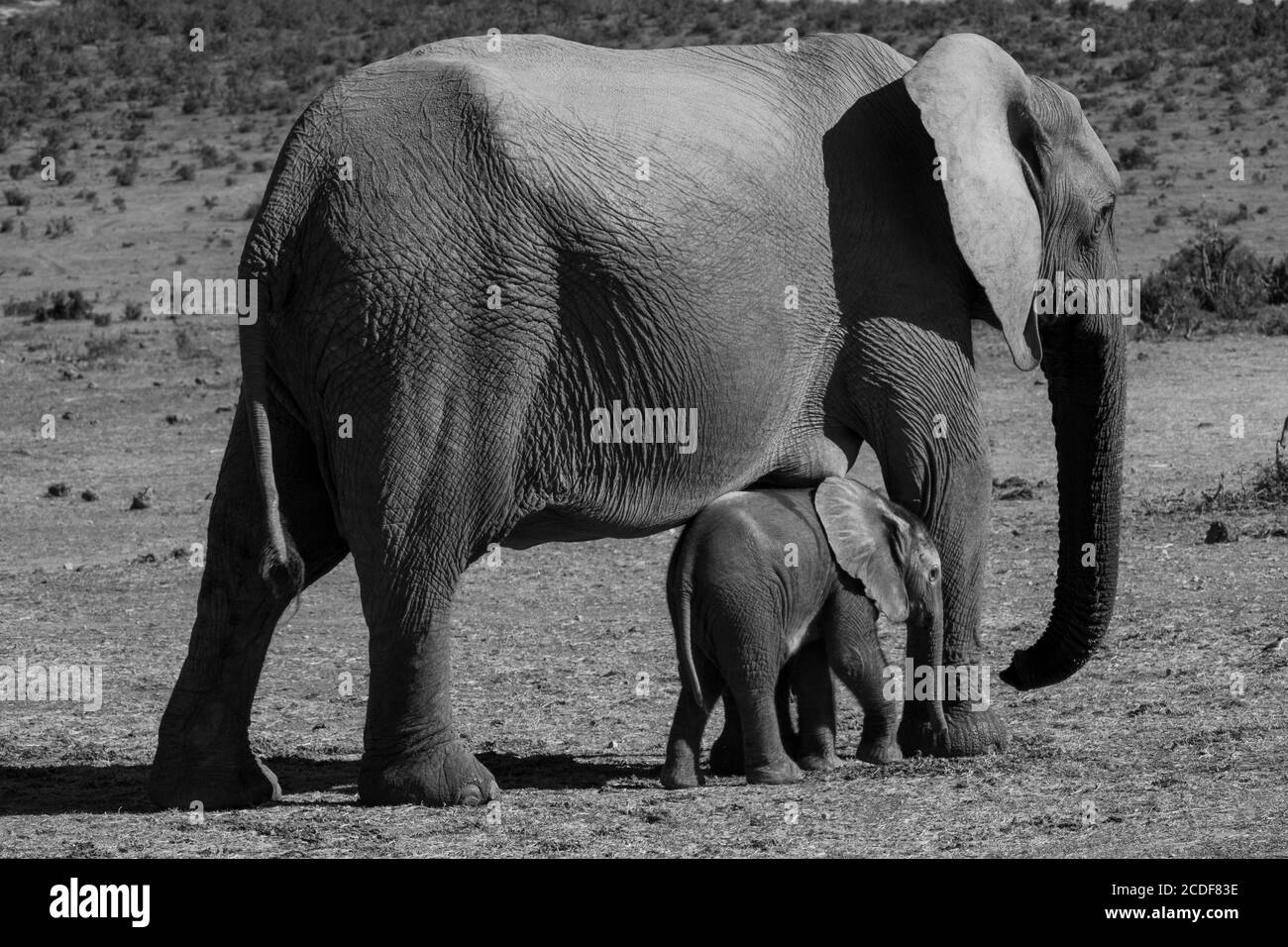 elefante neonato che cammina accanto alla madre Foto Stock