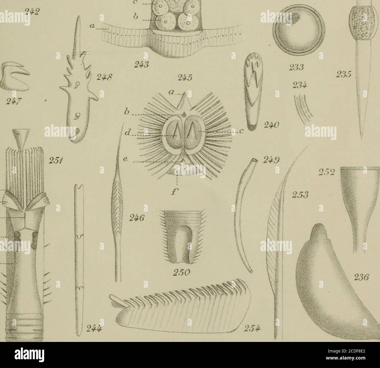 . Annales des sciences naturelles . h b 2.31 o 92S :26 2IH 23S 239 MMM V 1 •«i fï^ A. 229 230 225 22lf. S^JosepA c/EJ. N. sson et C9, Editeurs. McoJetJith. ^4T7ip7iicfénLeru^. Teré/jc/fie/to . ScTpii/ieriK). Imp^-^ j^emercùer,parti. 64« ANNÉE. VHP SÉRIE. T. V. N° 1 ANNALES DES SCIENCES NATURELLES ZOOLOGIE ET PALEONTOLOGIE C 0 M P R E IN A K R LANATOMIE, LA PHYSIOLOGIE, LA CLASSIFICATIONET LHISTOIRE NATURELLE DES ANIMAUX PUBLIEES SOUS LA DIUECTION DE M. A. MILNE-EDWARDS - V. N° i.CE cahier incomincia raconnemeiit aux tomes V et VI. PARISMASSON ET C^ ÉDITEURS LIBRAIRES DE LACADÉMIE DE MÉDE Foto Stock