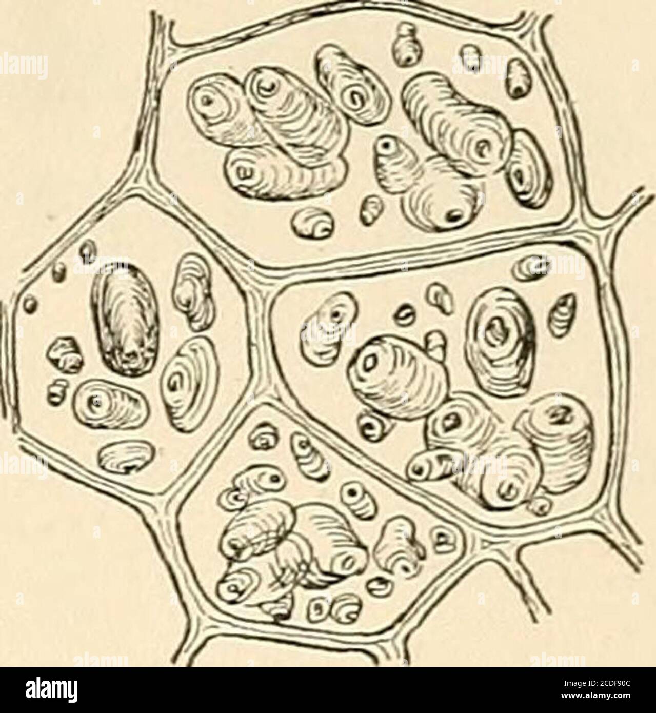 Cibo; che cosa è e fa . Cellula vegetale struttura cellulare (dopo Konig)  sezione trasversale di patata. (AfterCowden e Bussard) amido di patata  cellule incellulari (dopo Konig) tagliare sezioni di verdure