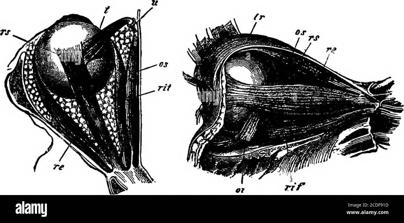 . Elementi di psicologia fisiologica; un trattato delle attività e della natura della mente, dal punto di vista fisico e sperimentale . Gegeubaur.) a cui è attaccato il bordo della lente, che irradia verso l'esterno e mantiene la lente in tensione. È chiamato il legamento suspen-mory (o Zonvla di Zinn), e il suo oflBce è molto importantin l'accomodamento dell'occhio a distanze differenti. (4) il Vitreous Humor è costituito da una serie di fogli o strati solidi (lamelle), tra i quali è contenuto fluido, incorporati in un corpo che è, otticamente considerato, trasparente ed omogeneo. Foto Stock