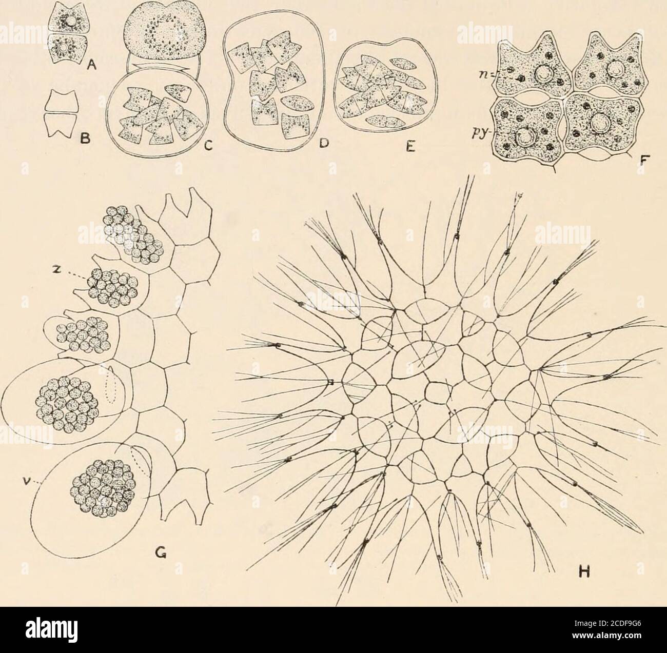 . Algæ. Vol. I. Myxophyceæ, Peridinieæ, Bacillarieæ, Chlorophyceæ, insieme ad un breve riassunto della comparsa e della distribuzione dei gameti freschi Algæ. Per formare le zigosporie (z); gameti x 730, zigospores x 220. Dei protococchi. Dalle forme cenobiche degli Autosporacesi si distinguevano per il carattere coenocitico del coenobio, e per la produzione di zoogonidia, Anche se non si deve dimenticare che gli autocoloniesdegli Autosporacesi derivano dall'appositodella gonidia non-motile che probabilmente è zoogonidia che hanno perso il potere di sciabordare. Thissems v Foto Stock