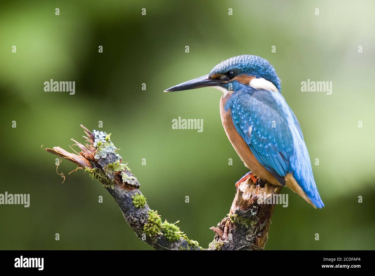 Regno europeo, Germania Foto Stock