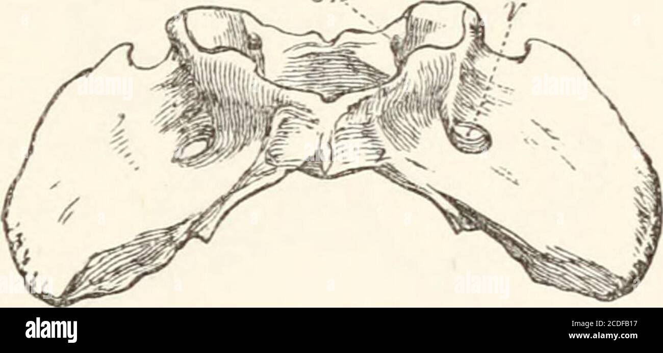 . Un'introduzione all'osteologia della mammalia . zioni da quanto segue :- nell'atlante la scanalatura per il primo nervo cervicale è usuallyconverted in un foramen ; e un ipapofisialtubercio mediano o spina spesso sporge all'indietro dal suo inferiorarca sotto l'asse (specialmente in Mycetes e Lagothrix). I processi spinosi, specialmente del terzo, quarto, iv.] CARN1VORA. 37 la quinta e la sesta vertebra cervicale sono immensamente allungatedin Gorilla, e notevolmente così nel Chimpanzee e Orang. Questi processi di regola non sono bifidi, come nell'uomo, ma occasionalmente (come in Mycetes) t Foto Stock