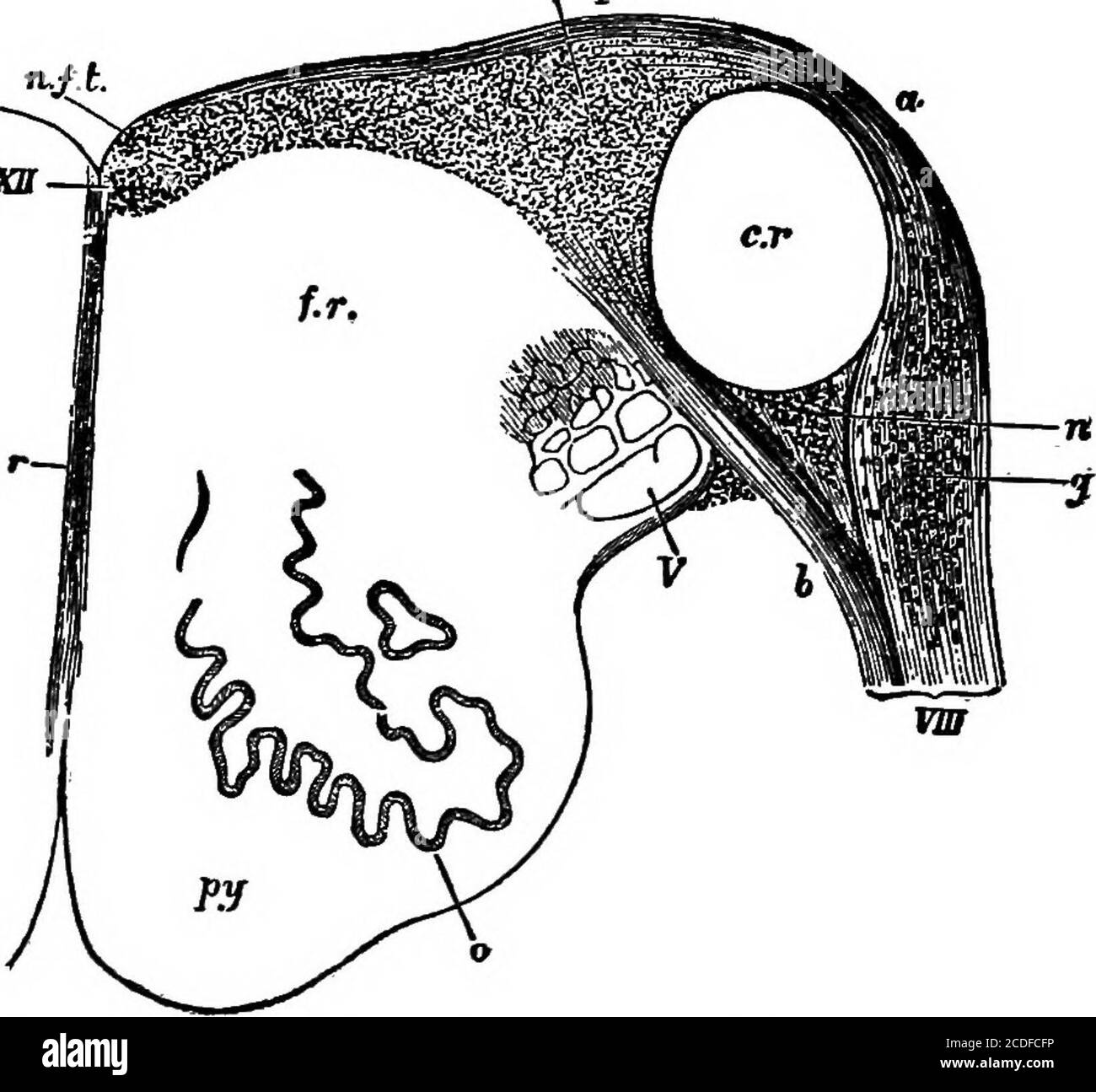 . Elementi di psicologia fisiologica; un trattato delle attività e della natura della mente, dal punto di vista fisico e sperimentale, verso la corteccia cerebrale. § 16. Una sezione vicino al limite superiore del bulbo mostra che il canale centrale si è ora aperto nel quarto ventricolo. Sul pavimento del ventricolo si vedono i nuclei dei nervi locali. Vicino al nucleo del decimo o del nervo vagus è un punto che è es-sential per la vita, perché se è perforato, la respirazione cessa. Questo è il centro di espirazione. La caratteristica più sorprendente della lampadina in questa STRUTTURA LORDA di TH 82 Foto Stock