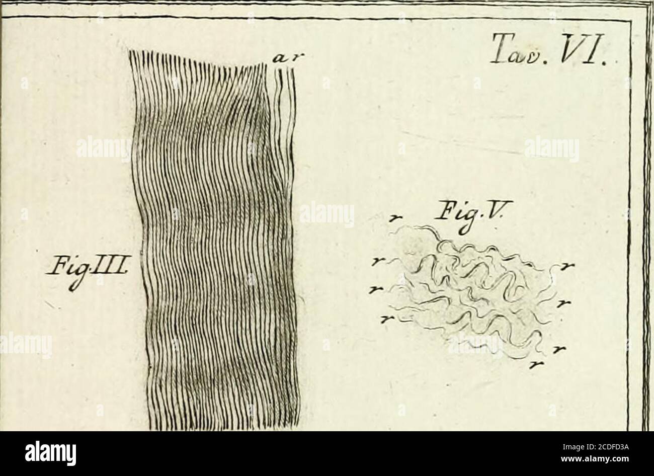 . Traité sur le vénin de la vipere, sur les poisons americains, sur le laurier-cerise et sur quelques autres poisons vegetaux. On y a joint des Observations sur la struttura primitive du corps animale. Diférentes exériences sur la reproduction des nerfs et la description d'un nouveau Canal de l'oeil . 5^ C5 3 ^ &gt;FfJŒ. X u F^-JUI.. Foto Stock