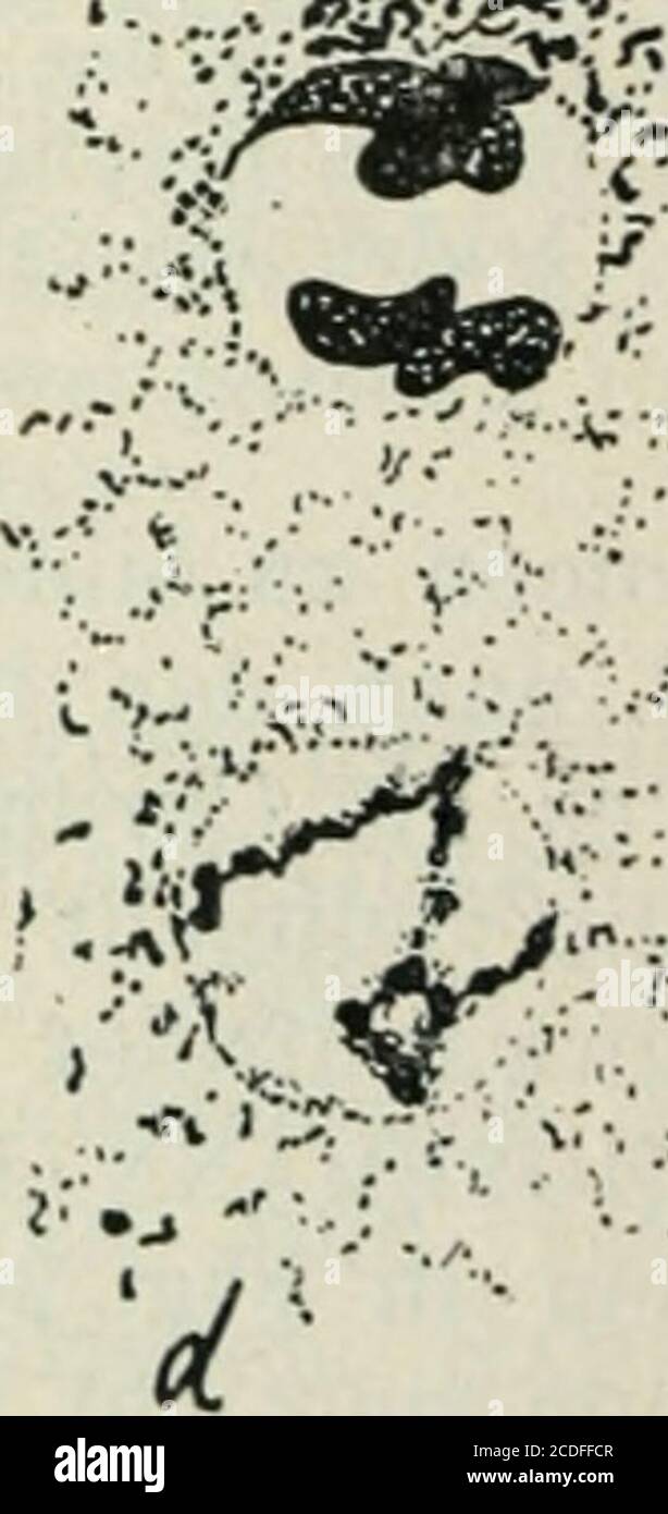 . Allgemeine Pflanzenkaryologie . A. ). Fig. 246. Coleosporium Senecionis. D Interkinese, das citoplasma zwischen den Kernen ist schon völlig spumoid geworden. Vers. 2400. (Nach Madame Moreau.) der eterotypen Teilung, das „Leptonema, d. h. das feine Fadenwerkvor der Synapsis (a), die darauffolgende Verschmelzung zweier Fädenzu einem (b), das daraus hervorgehende dicke Fadenknäuel („Pachy- Foto Stock