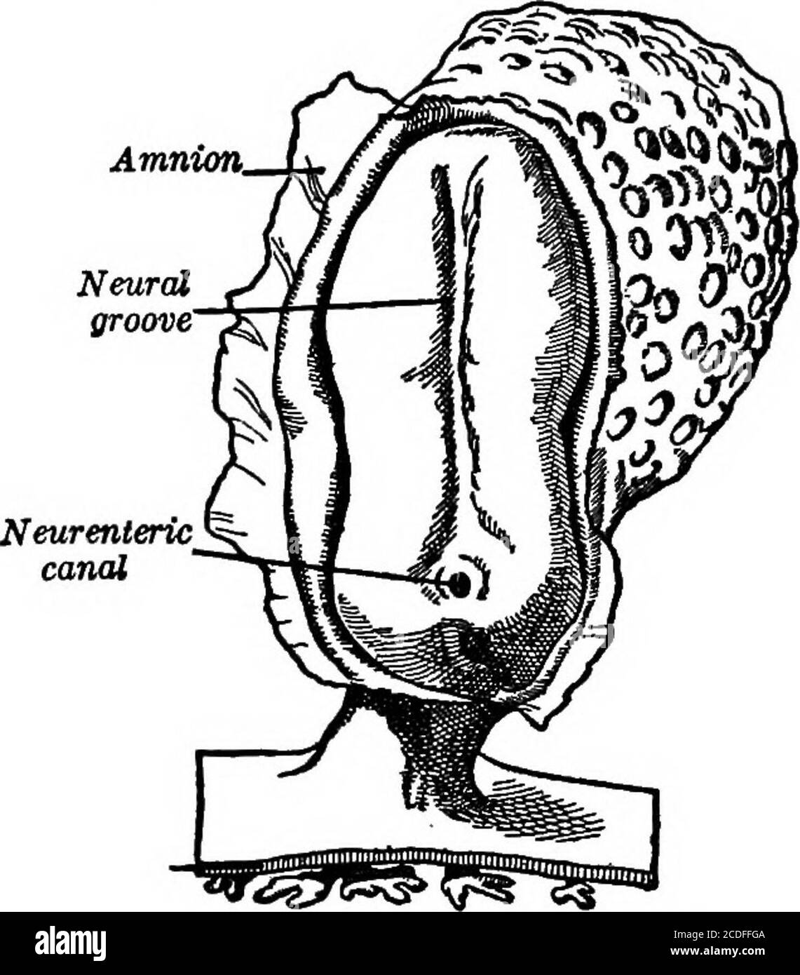 . Elementi di psicologia fisiologica; un trattato delle attività e della natura della mente, dal punto di vista fisico e sperimentale . , i nervi-centri, che si trovano lontano all'interno e sono racchiusi nell'osso, dovrebbero svilupparsi dallo strato superficiale del teembrione, ma le fasi iniziali dello sviluppo del sistema nervoso lo rendono chiaro. All'inizio dello sviluppo, quando l'embrione è meno di due settimane vendute (l'età viene calcolata dal momento della fertilizzazione), appare una scanalatura poco profonda (vedere Fig. 10) estendendosi longitudinalmente lungo quella che forse chiamava la schiena dell'embrione. Questa scanalatura Foto Stock