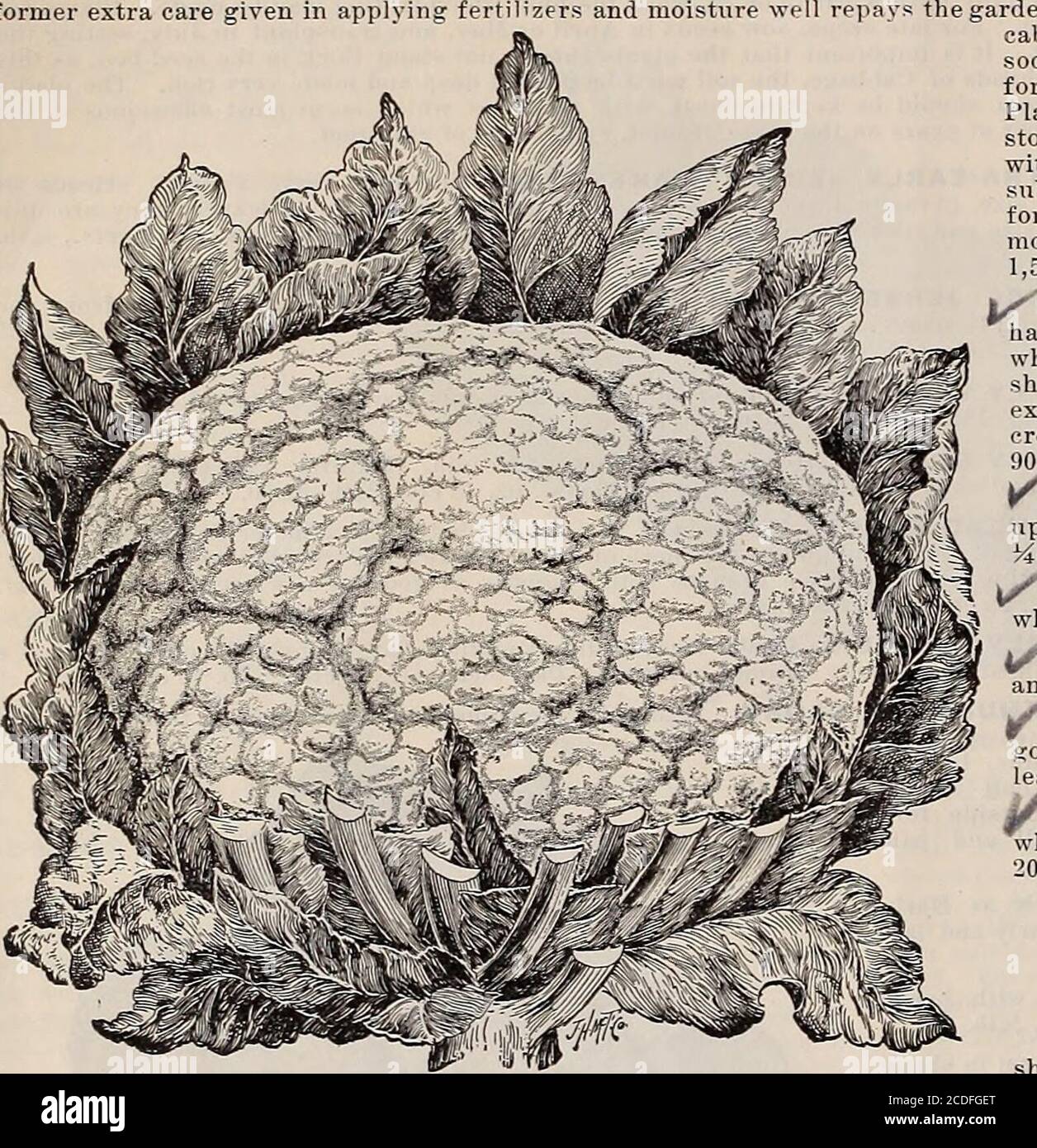 . Campo da giardino e semi di fiori di Beckert. Teste estese, HI wth ma poche foglie esterne sciolte, consentendo di piantare da vicino; teste molto pesanti; uguaglianza fine; nel gusto molto simile ai germogli di Bruxelles. Pkt. 25 cts.: ^-irf ROSSO SAVOIA DELICATEZZA DI ERFURT. Produce teste grandi possessingf più solidità di qualsiasi altro cavolo rosso Savoia; in qualità è di gran lunga superiore a»!§;-, il verde o giallo-verde Savoia; medio precoce e un buon custode. Pkt. 25c.PP°f se MAMMOTH ROSSO ROCCIA. Un ceppo ritardato selezionato di cavolo rosso, con molto? • ^arge e teste piene. Questo è il Cabbage preferito dai casalinghi per il decapaggio Foto Stock