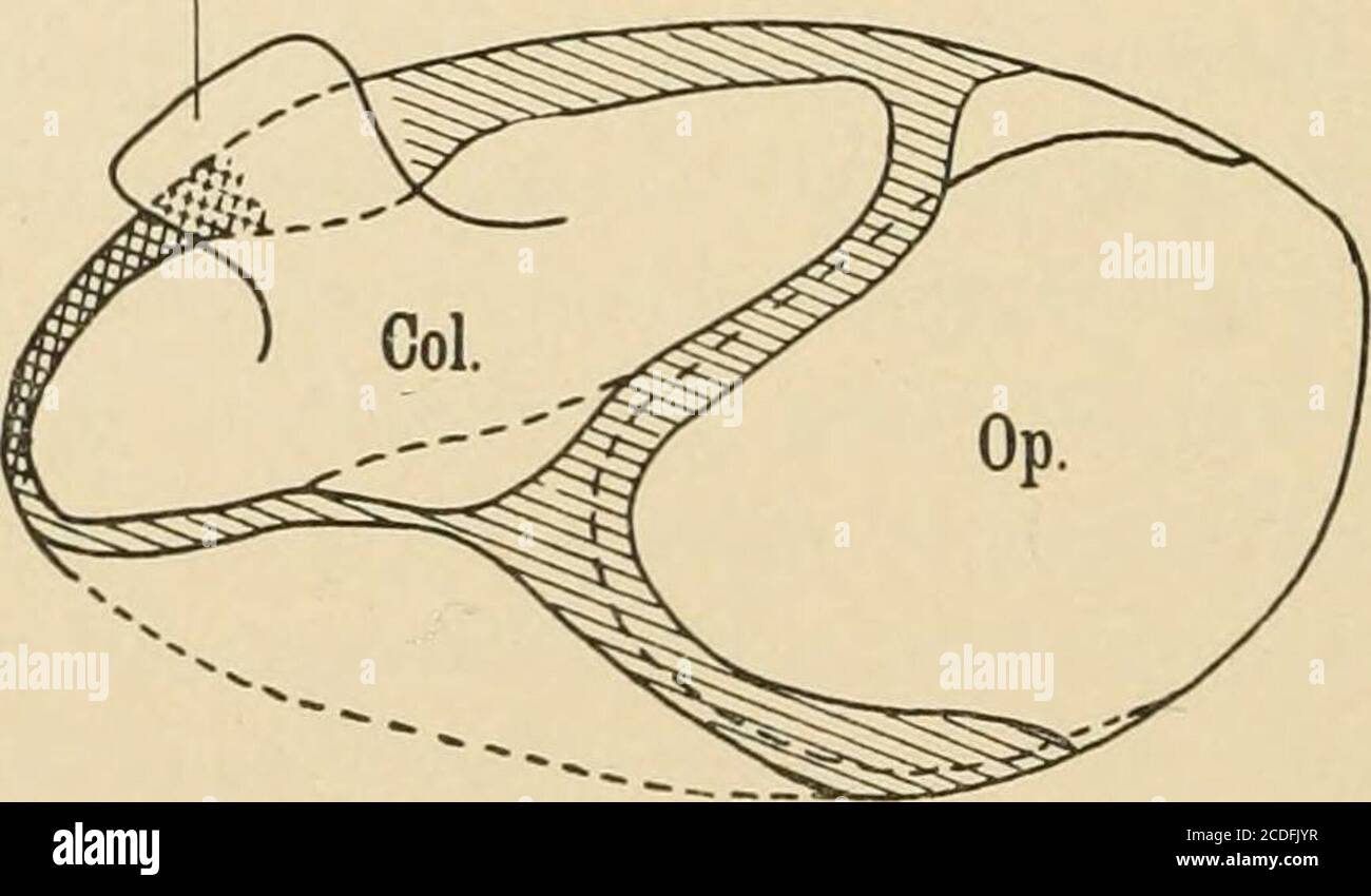 . Diario di morfologia. Il tendine di ose si inserisce nella depressione di filsa sulla sua superficie esterna (PL IV, Fig. 35). 558 B. F. Kingsbury e H. D. Reed. L'opercolo è formato dalla parete della capsula auricolare sul lato mediale della porzione caudale della fenestra. Fig. 23mostra l'opercolo in processo di formazione. Lungo la linea che segna il bordo mediale della nuova fenestra la cartilagine si rompe e viene assorbita, tagliando in questo modo una grande piastra dalla parete ventrale vicino all'estremità caudale della capsula auricolare. In questa istolisi, mentre il risultato finale è un'estensione posteriore e mediale di Foto Stock