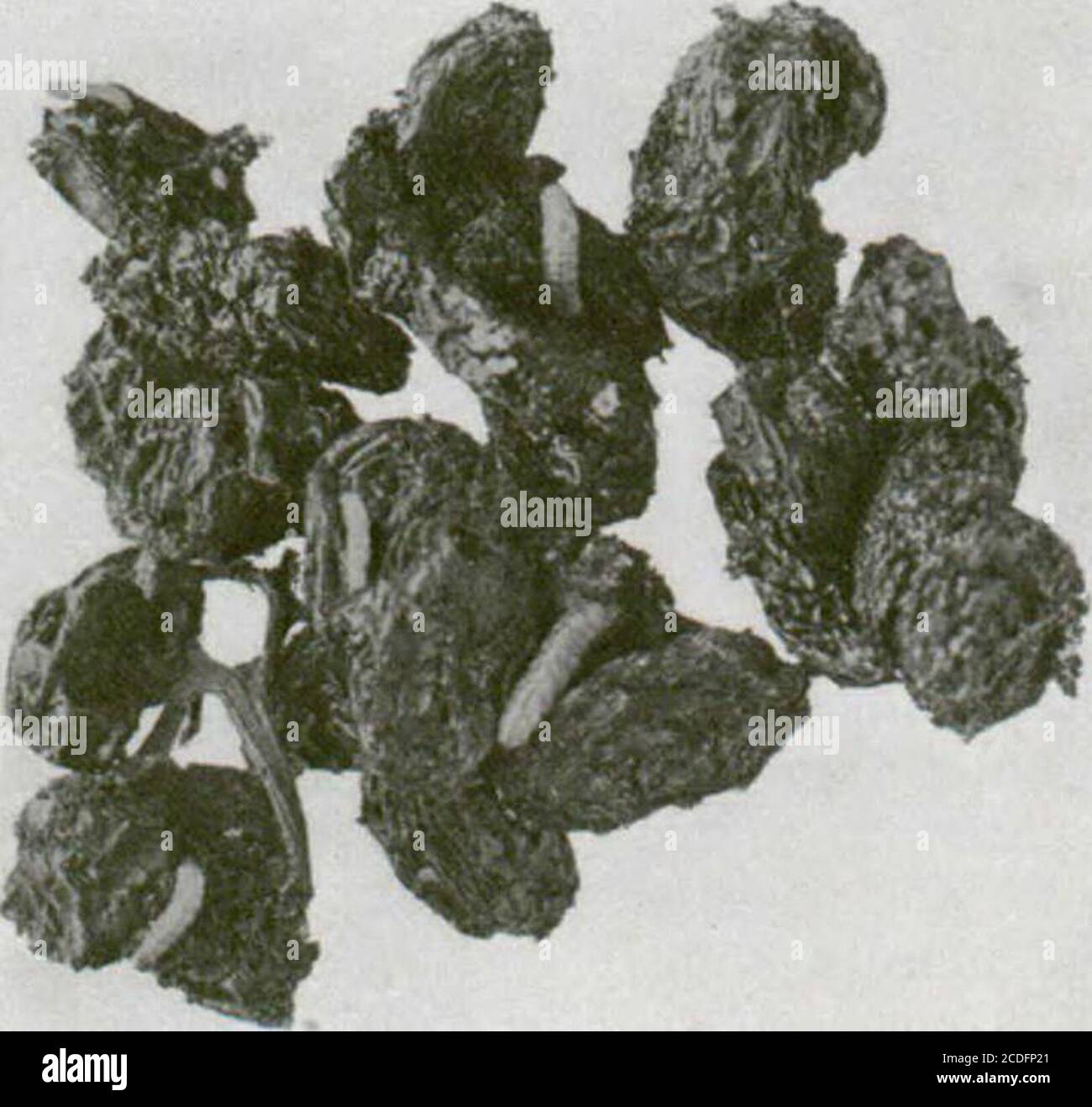 . Insettes nuibles aux habitations et moyens de les combattre : (avec chapitre sur les animaux nuibles autres que les insettes) . Fig. IS raisins infectÃ©e de chenilles Â«lu papillonindien de la farine Par les auteurs) Fig. 17 - le papillon indien de la farine, irrossiet grosseur naturelle (originale) dÃ©gÃ¢ts sÃ©rieux, l.a chenille de cette espÃ¨ce et celle du papillon gris de la farueine,Ephestia khnieUa Zell, mentionnÃ© più loin, sont trÃ¨s semblables. Toutes en parlant des caractÃ¨res distintifs, Kiley (Inseet Life, II, 171 ) dit: Les larves de kuehnieUa sontplus grÃªles et ont un dia Foto Stock