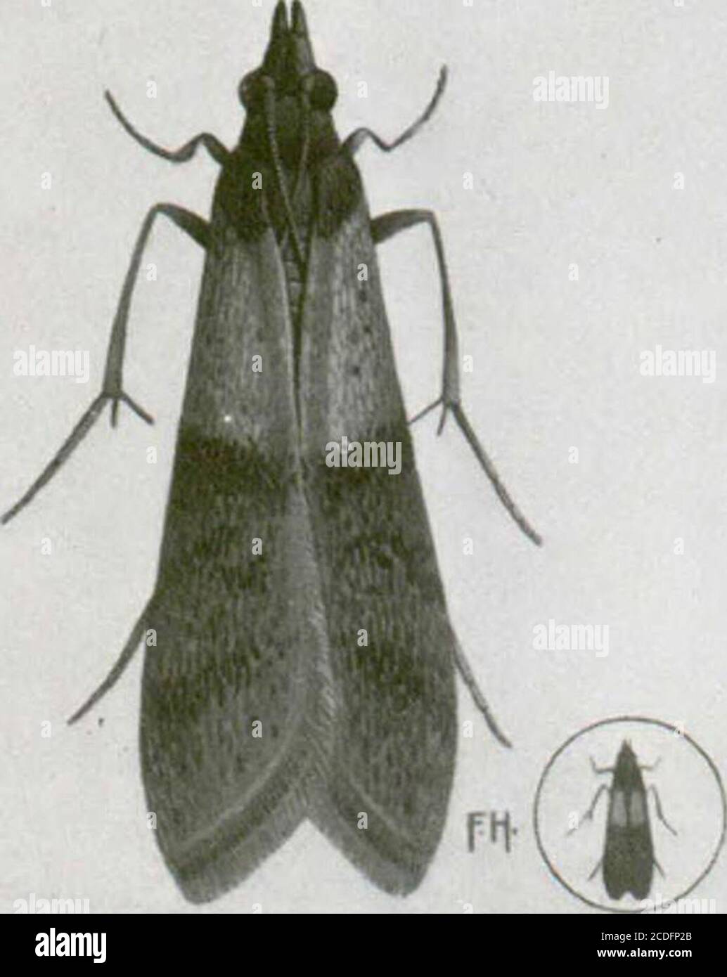 . Insettes nuibles aux habitations et moyens de les combattre : (avec chapitre sur les animaux nuibles autres que les insettes) . n fait tremper les déchets de bœuf pendant trois heures ou Plus avantde sen servir, puis on les ajoute aux autres ingrédients mélangés suivant lesions déjà données. Il faut répandre lun ou lautre de ces mélanges dans les lieux fréquentéspar les forficules, généralement par les soirées chaudes de la fin de mai, juin etjuillet. On peut répandre parmi les plantes à protéger dans les jardins, commeon fait avec lappât empoisonné pour les vers gris. Si su emploi Foto Stock