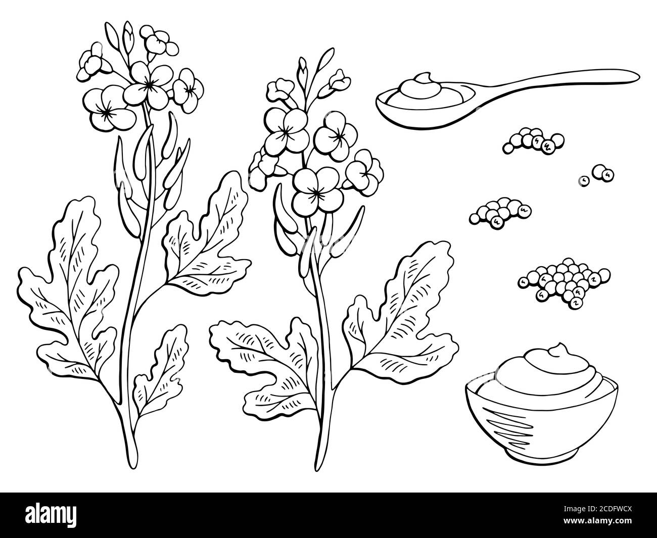 Grafico di piante di senape nero bianco isolato disegno insieme di disegni vettore Illustrazione Vettoriale