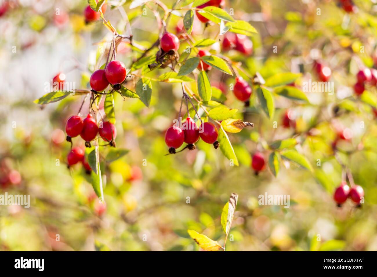 Bacche di rosa maturo su un ramo al sole. Raccolta d'autunno d'oro Foto Stock
