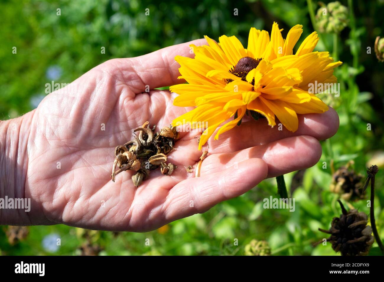 Una donna che tiene duro raccogliendo semi nel giardino dei fiori coltivando rudbeckia a fine estate agosto Carmarthenshire Galles UK KATHY DEWITT Foto Stock
