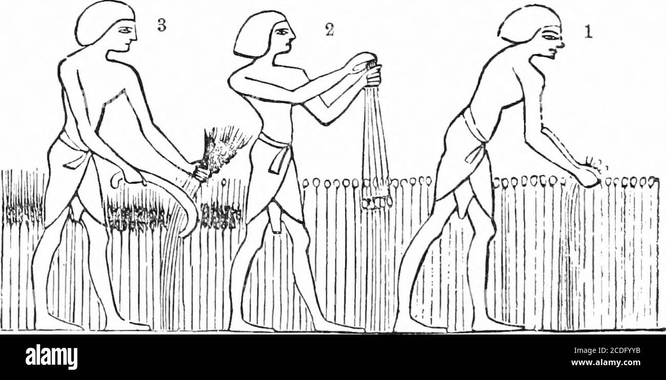. Un dizionario di conoscenza religiosa [risorsa elettronica]: Per uso popolare e professionale, comprendente informazioni complete su argomenti biblici, teologici ed ecclesiastici. En in carrelli al piano di trebbiatura. Diverse modalità di trebbiatura ereused, secondo quanto erano adatte a differenti tipi di grano. Un punto livellato selezionato per il pianale di trebbiatura, generalmentein una situazione esposta, in cui si può prendere vantaggio dal vento per la verricatura,o per separare il mais dalla pula, quando il processo di trebbiatura è stato completato. I Trav-Elers ci dicono ora che molti di questi floorsars hanno costruito ne Foto Stock