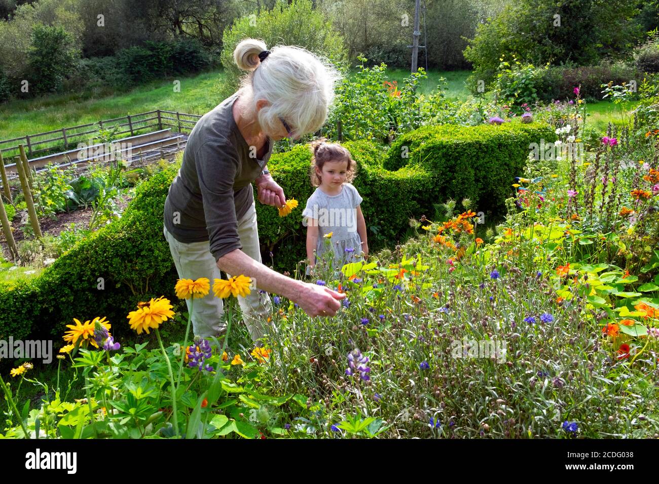 Una nonna donna e un bambino che raccolgono i semi nel suo fiore giardino crescente rudbeckia in fine estate agosto 2020 Carmarthenshire Galles REGNO UNITO KATHY DEWITT Foto Stock