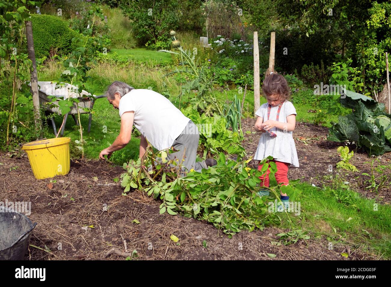 Nonno uomo sulle ginocchia scavando patate e piante di potato Nel giardino di agosto con nipote ragazza 3 in piedi nelle vicinanze GALLES REGNO UNITO KATHY DEWITT Foto Stock