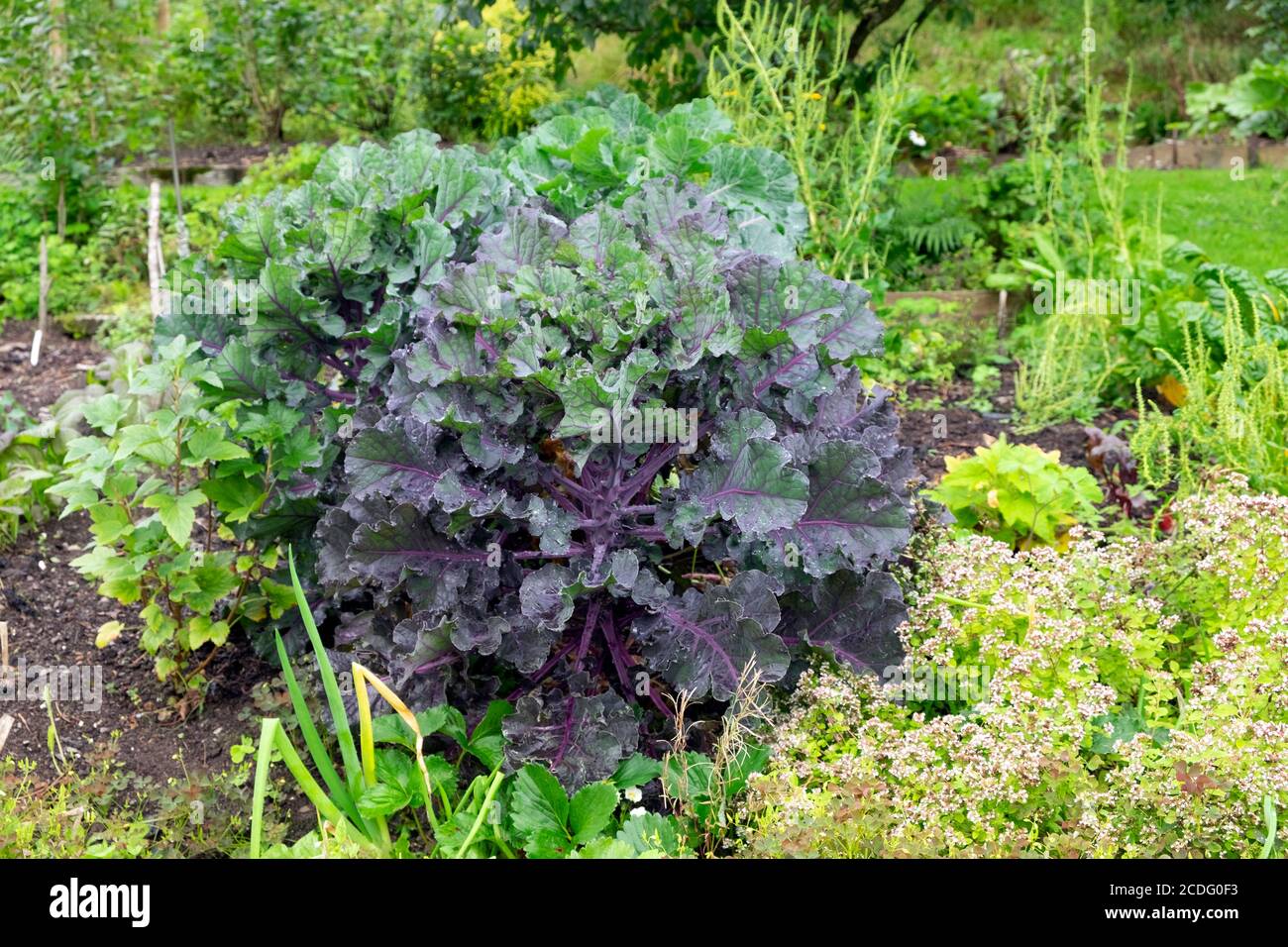 Foglie di kale viola pianta che cresce in brassicas veg cerotto In un orto in fine estate agosto Carmarthenshire Galles REGNO UNITO KATHY DEWITT Foto Stock