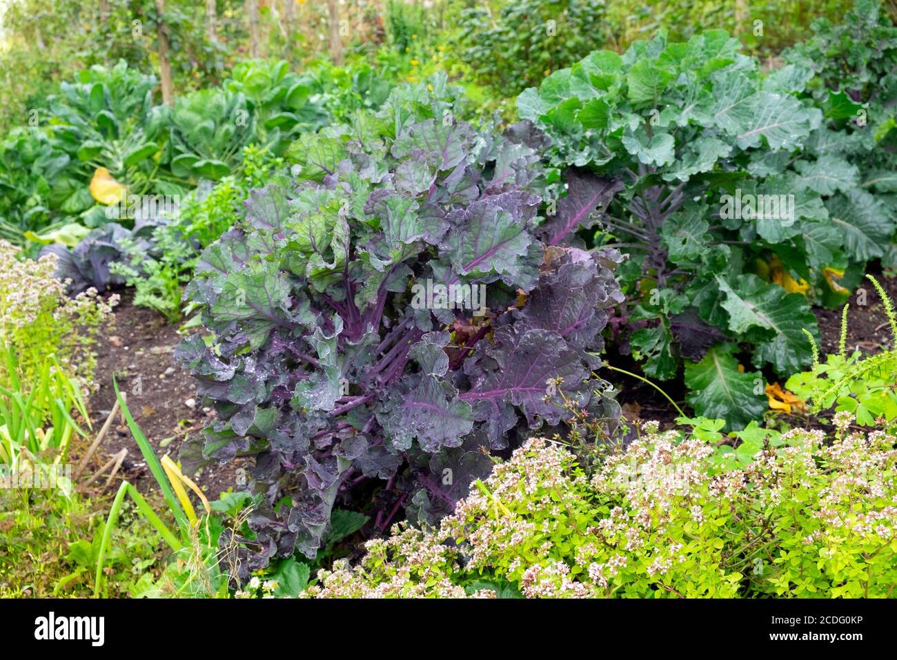Foglie di kale viola pianta che cresce in brassicas veg cerotto In un orto in fine estate agosto Carmarthenshire Galles REGNO UNITO KATHY DEWITT Foto Stock