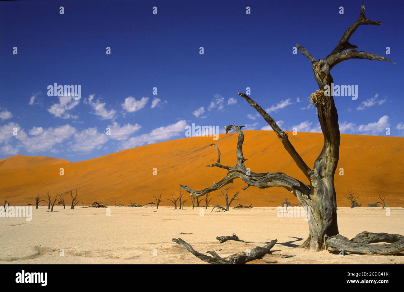 Alberi morti nel deserto della Namibia Foto Stock