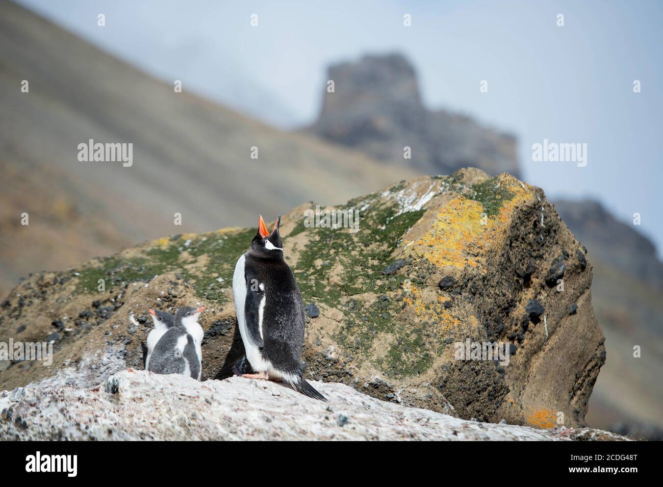 Gentoo Penguin, Pigoscelis papua, e pulcini, a Brown Bluff sulla penisola antartica Foto Stock