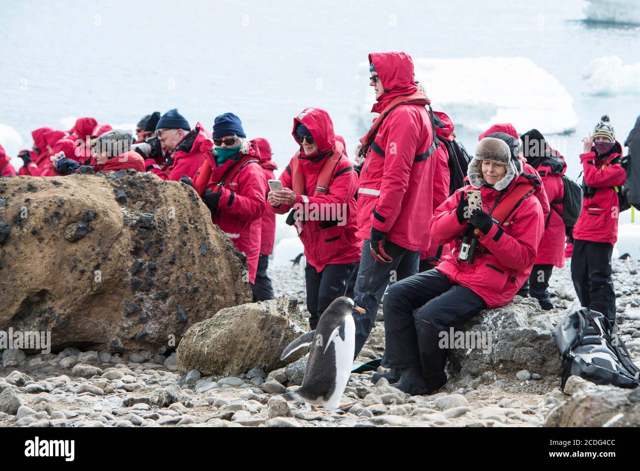Turisti dalla nave da crociera G Expedition guardando una colonia di pinguini di Adelie su Brown Bluff, Antartide Foto Stock
