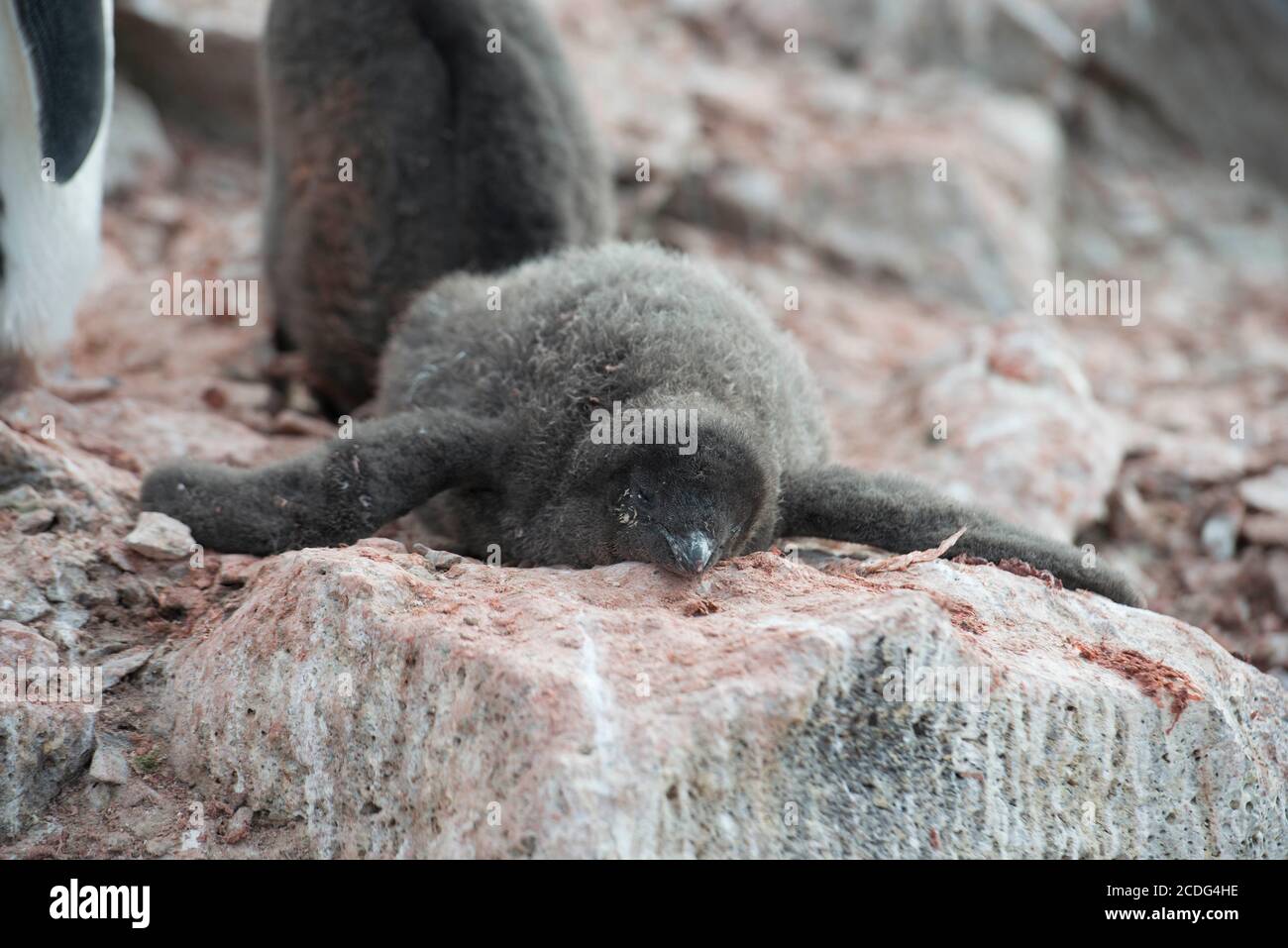 Adelie Penguins, Pigoscelis adeliae, e pulcini sull'isola di Paulet Antartide Foto Stock