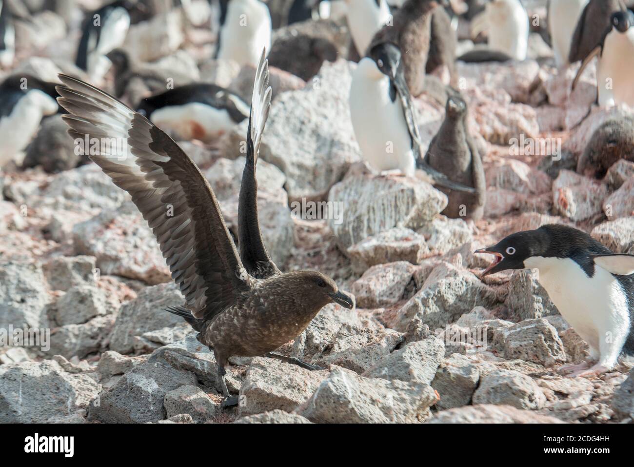 South Polar Skua, Catharacta maccormicki, e Adelie Penguin, Pygoscelis adeliae, sull'isola di Paulet Antartide Foto Stock