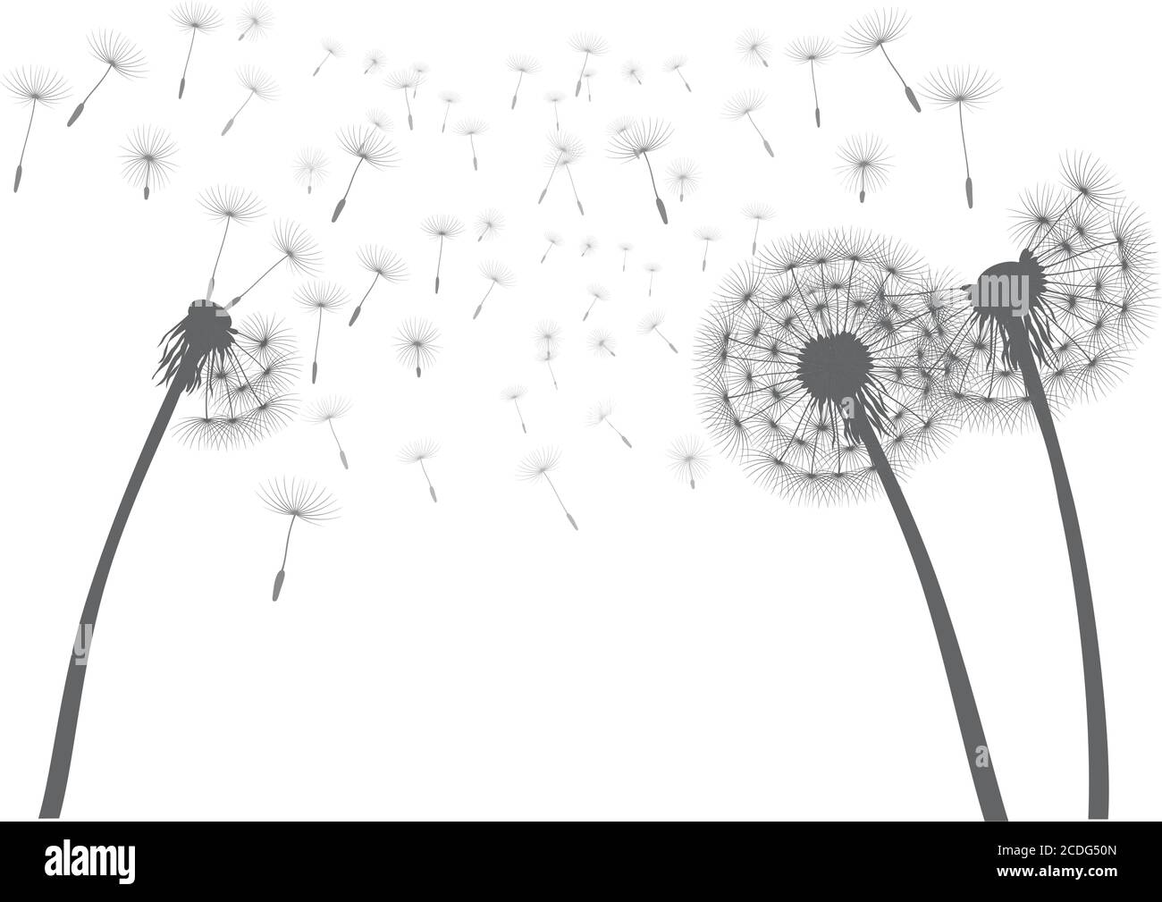 Fine estate e semi volanti. Fiore di dente di leone. Illustrazione vettoriale. Illustrazione Vettoriale