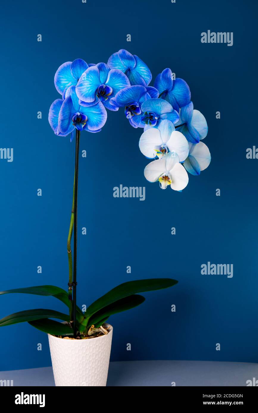 Sfumatura blu e bianco orchidea phalaenopsis in vaso su sfondo blu classico  scuro. Fiore colorato artificialmente in una pentola. Colori moderni Foto  stock - Alamy