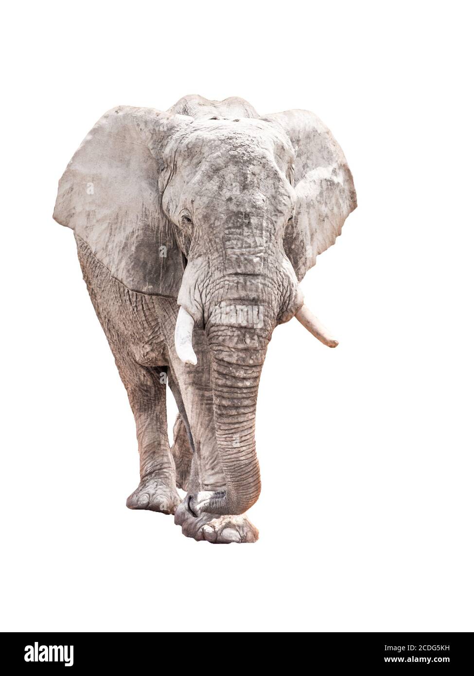 Enorme elefante africano isolato su sfondo bianco. Foto Stock