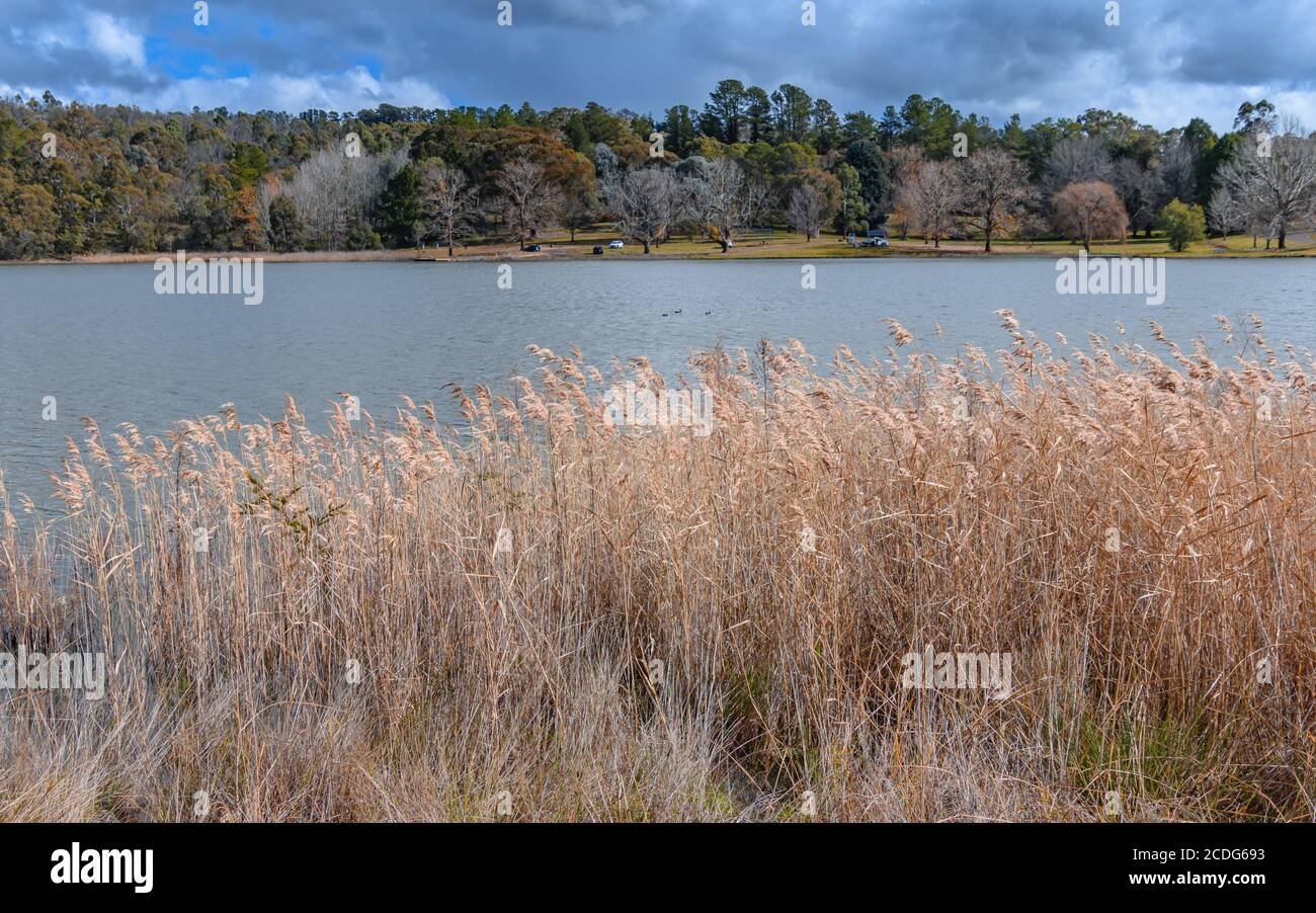 Canne d'acqua al lago Canobolas in un giorno di inverni a Orange, NSW, Australia Foto Stock