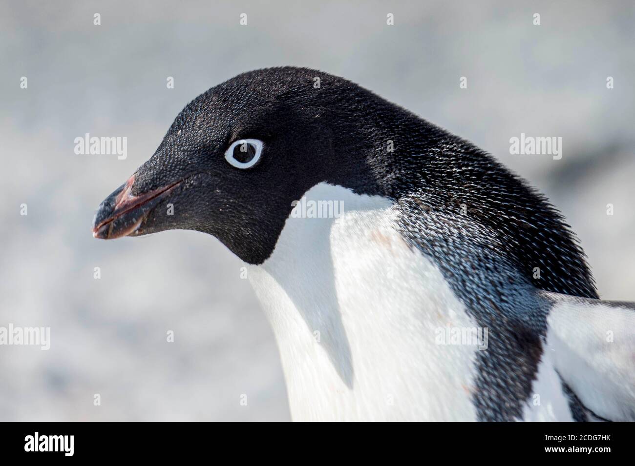 Adelie pinguini, Pygoscelis adeliae, a Brown Bluff sulla penisola antartica Foto Stock