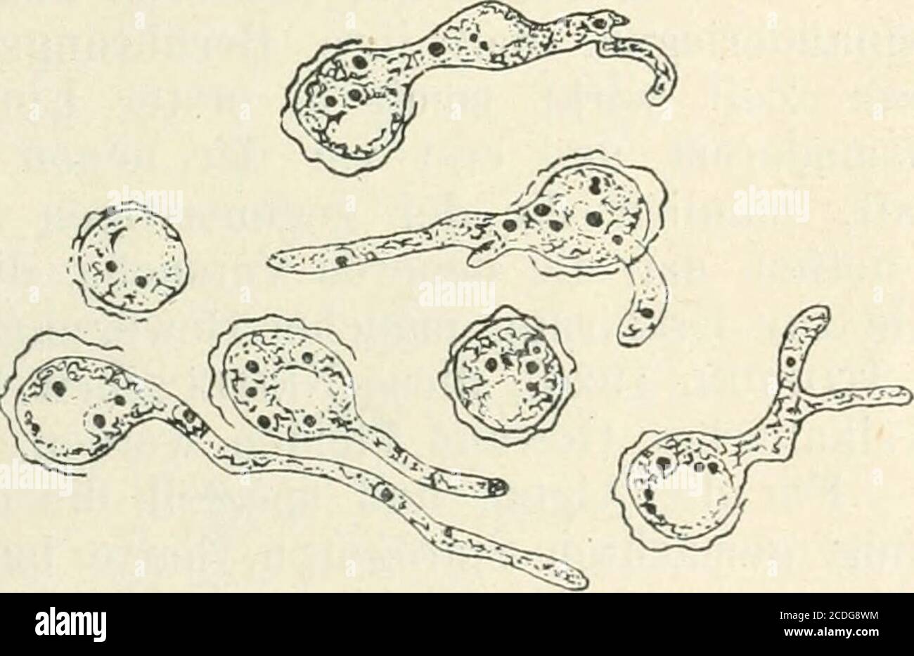 . Allgemeine Pflanzenkaryologie . Fig. 139. Aspergillus niger proteoides. „Riesenzellen der „Manganlinie (J^g d). Vers. 1125. (Nach Haenicke.)^. Fig. 141. Aspergillus niger fuscoides.Vergr. 1125. (Nach Haenicke.) Zellen bei Asco- und Basidiomyceten in einer besonderen Lebensphasehaben und daß an deren Ende immer eine Kernfusion steht. Schulblatt schließen den Bereichten, auf einengleichen physiologischen Zustand zu  , in dem sie sich beffinden.IST denn nun in den mehrkernigen Zellen neben der Zahl auch dieStellung der kerne typisch? Wir werden es erwarten Foto Stock