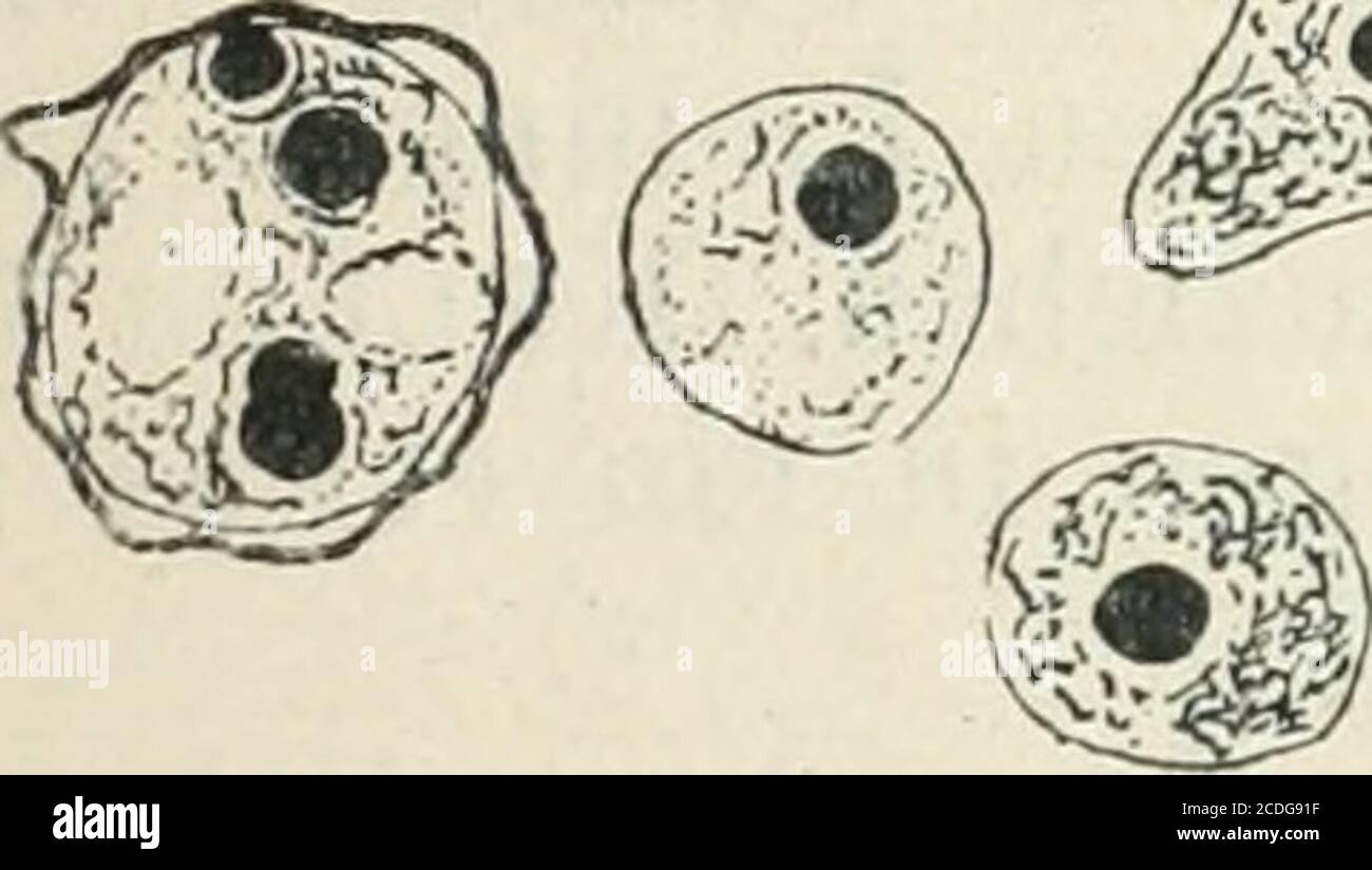 . Allgemeine Pflanzenkaryologie . Fig. 139. Aspergillus niger proteoides. „Riesenzellen der „Manganlinie (J^g d). Vers. 1125. (Nach Haenicke.)^ Foto Stock