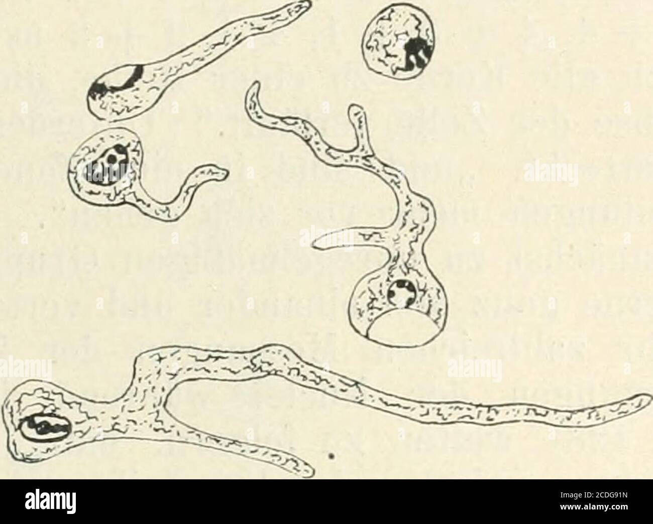 . Allgemeine Pflanzenkaryologie . Fig. 138. Aspergillus nigerproteoides. A EinkernStadium,b weiter ausgewachsene Hy-phen der Bleilinie (J^g Cj).Vergr. 1125. (Nach Haenicke.). Fig. 140. Aspergillus niger fuscus.Vergr. 1125. (Nach Haenicke.) Foto Stock
