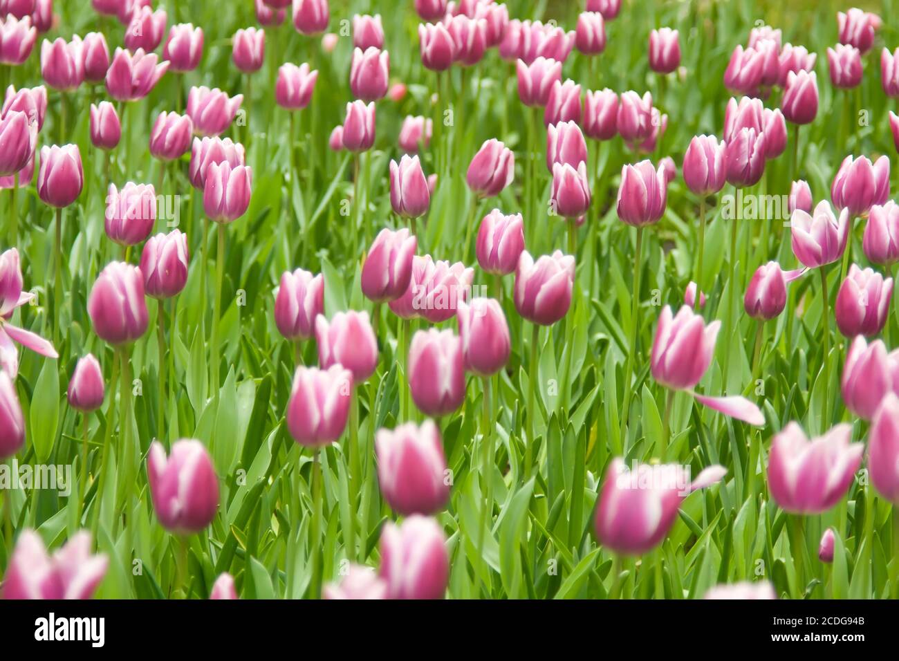 Tulipani olandesi nel parco di Keukenhof Foto Stock