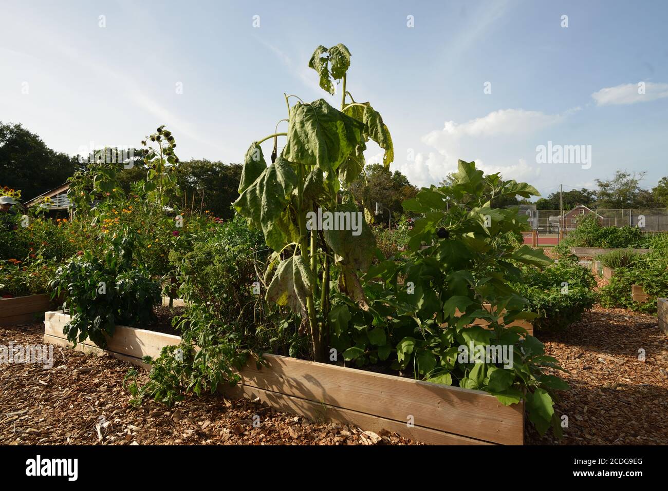 Urban Gardens, compresa la nuova costruzione, più nuovi prodotti di coltivazione, peperoni, broccoli, kale, avocado, e banane Foto Stock
