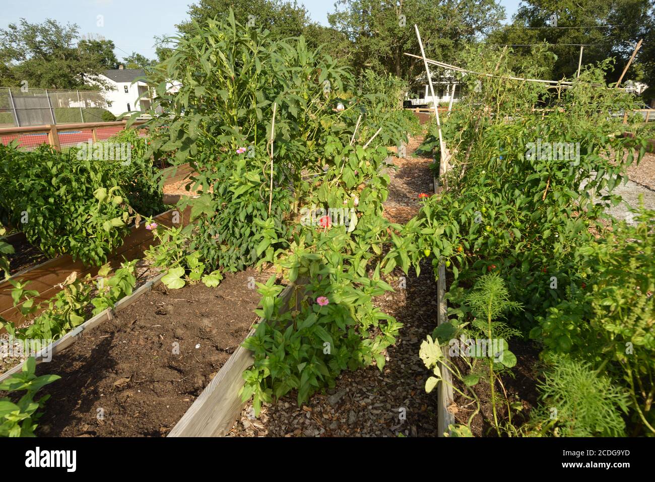 Urban Gardens, compresa la nuova costruzione, più nuovi prodotti di coltivazione, peperoni, broccoli, kale, avocado, e banane Foto Stock