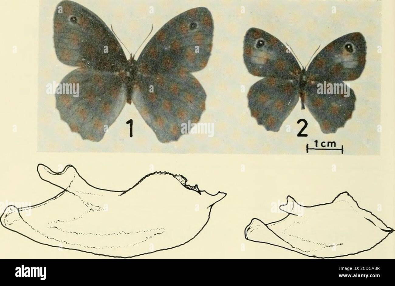 . Il record e la rivista di variazione dell'Entomologo. IL NATURALISTA (fondato nel 1875)UN Quarterly Illustrated Journal of Natural History a cura di M. R. SEAWARD, M.SC, pH.D. abbonamento annuale: £8.00 (post free) numeri singoli £2.00 sono disponibili anche le quote raccolte della:- LEPIDOPTERA OF YORKSHIRE (Macrolepidoptera) apparsa serialmente nel Naturalist (1967-1970). Prezzo 50p più affrancatura il redattore della Naturalist University of Bradford, Bradford, West Yorkshire, BD7 IDP PLATE XVI. Foto Stock